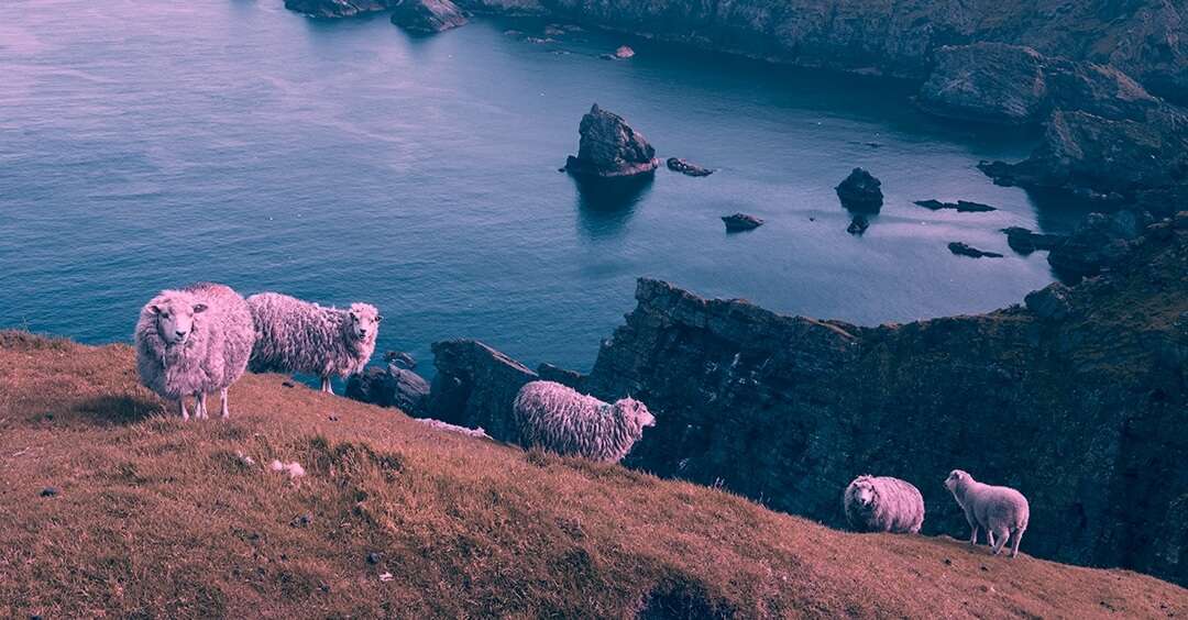 Five sheep on a hill near a body of water